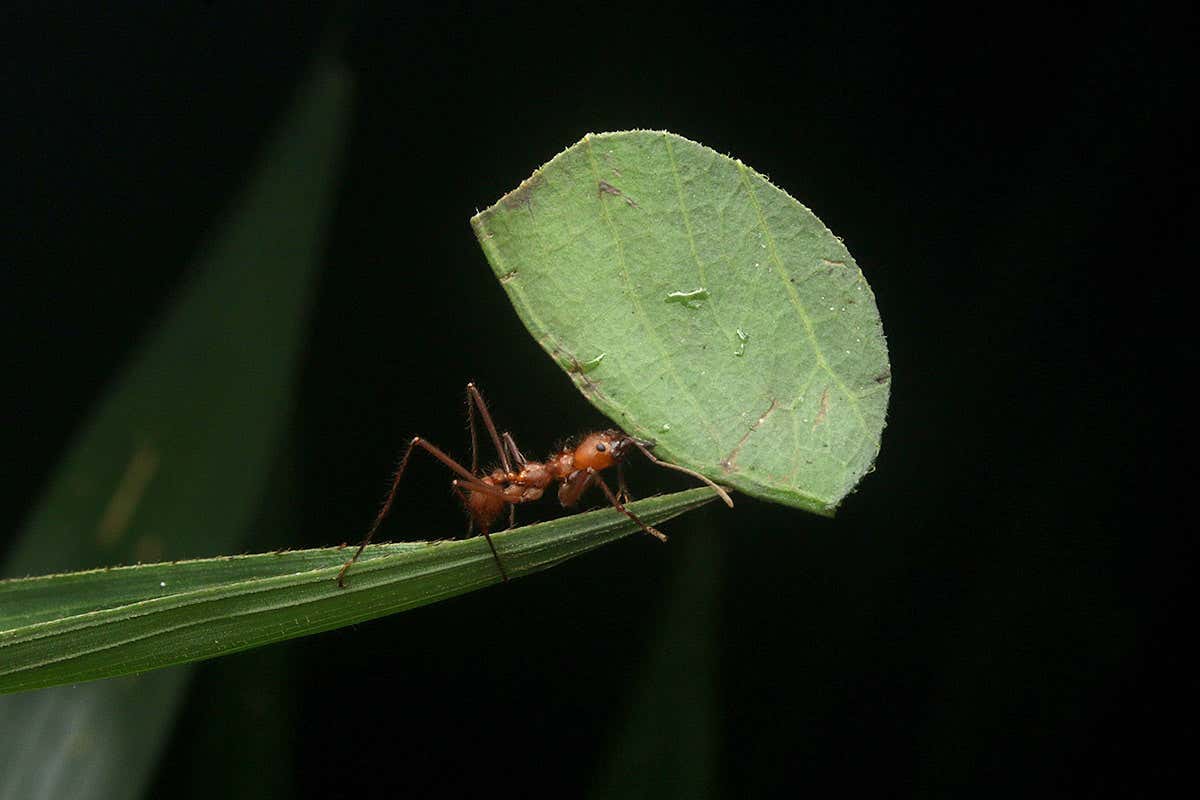 Ant carries a leaf
