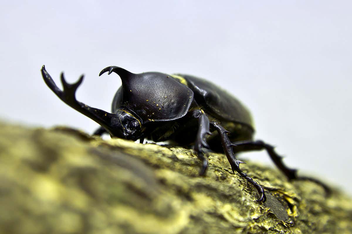 A Japanese rhinoceros beetle