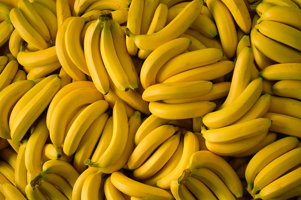 Cavendish bananas