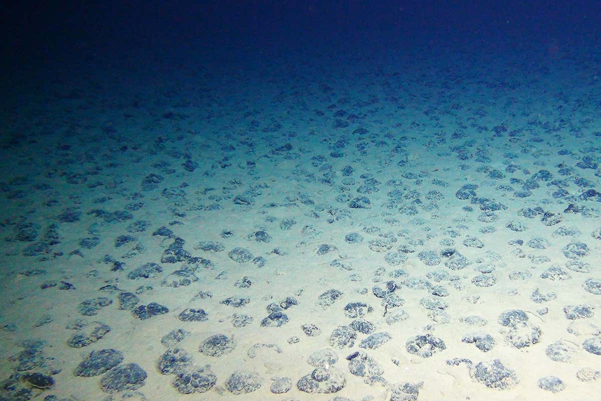 sea floor in the Clarion Clipperton Zone