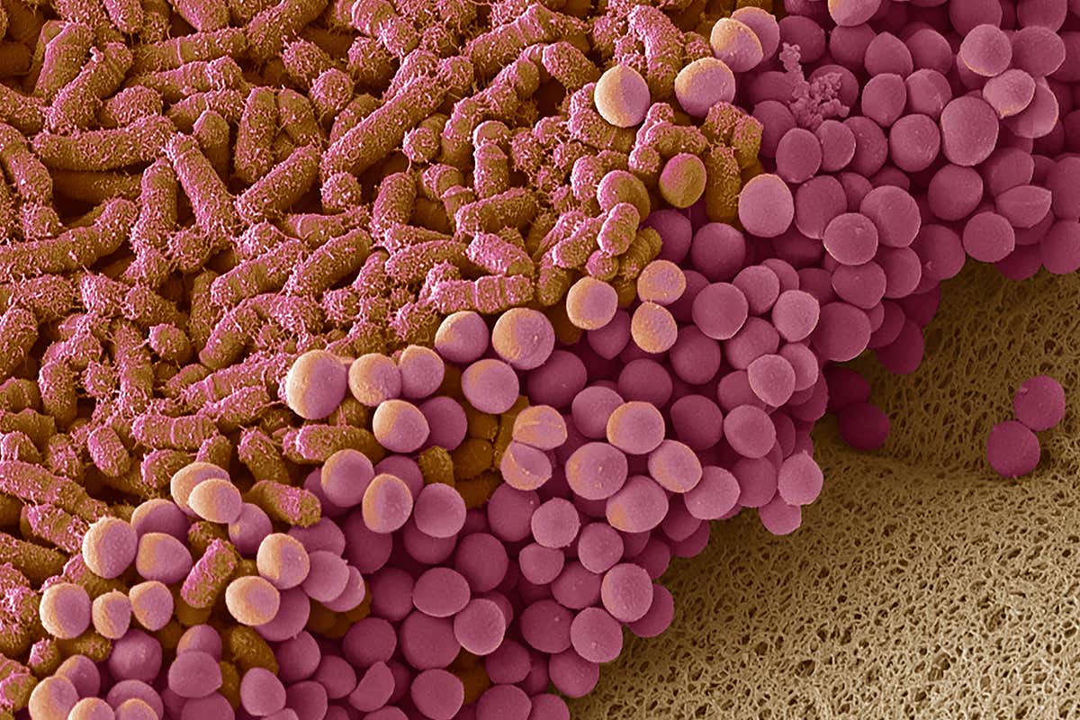 Bacteria grown from human faeces