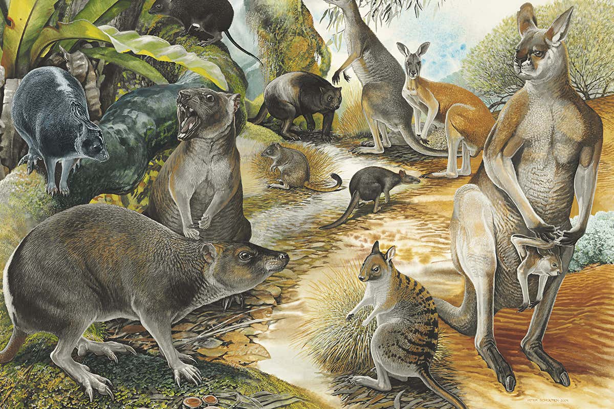 Ancient kangaroos