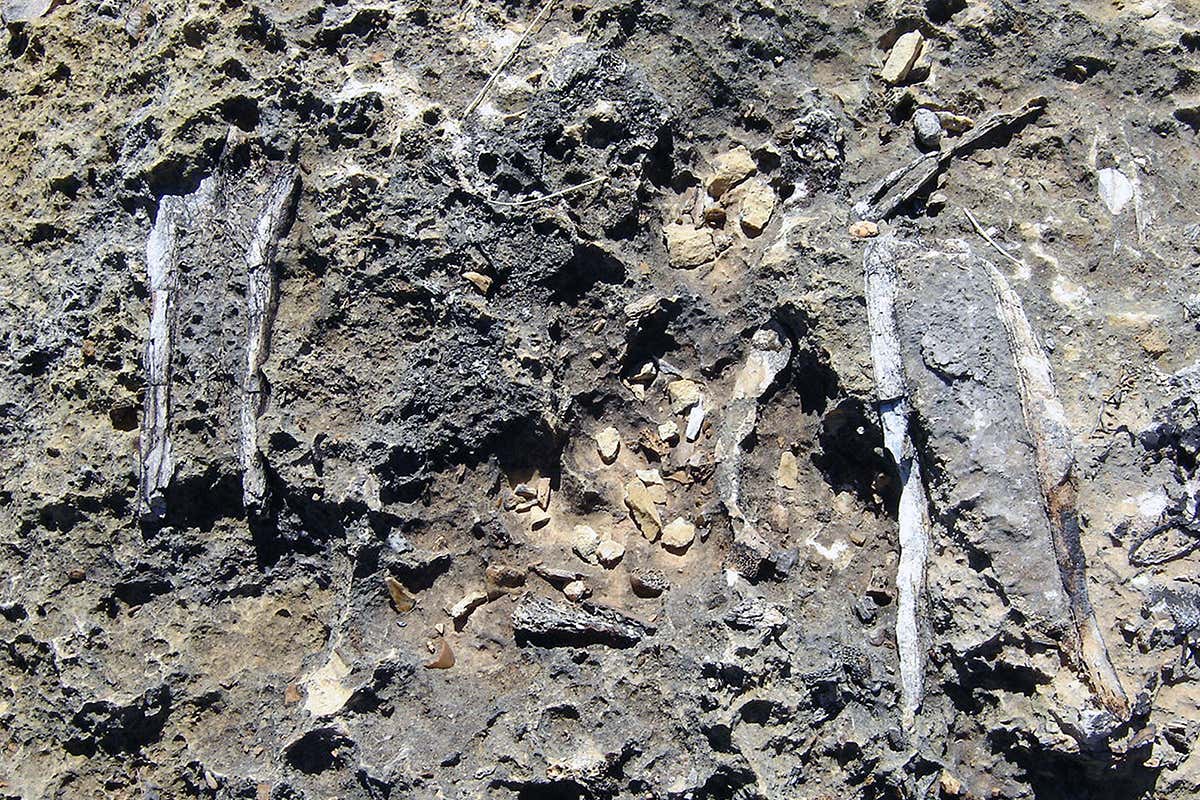 Fossil bones exposed at Riversleigh in northeastern Australia