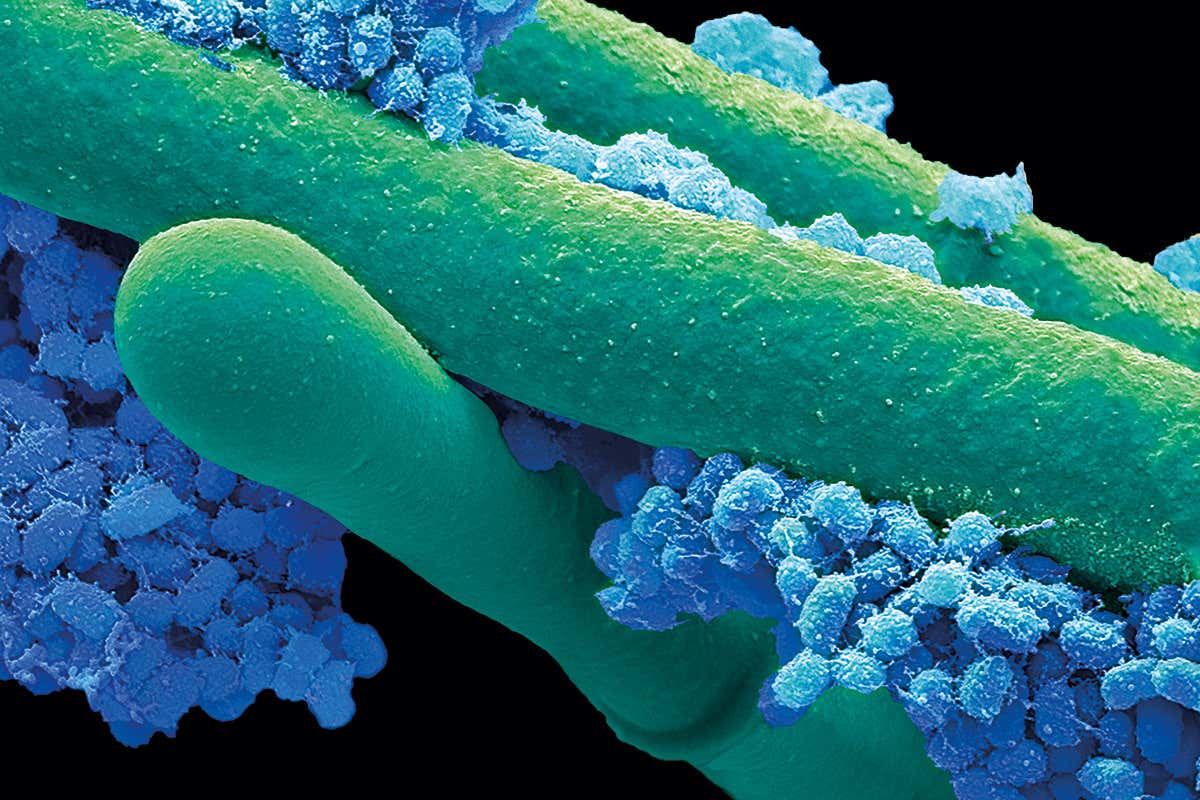 New Scientist. Science news and long reads from expert journalists, covering developments in science, technology, health and the environment on the website and the magazine.