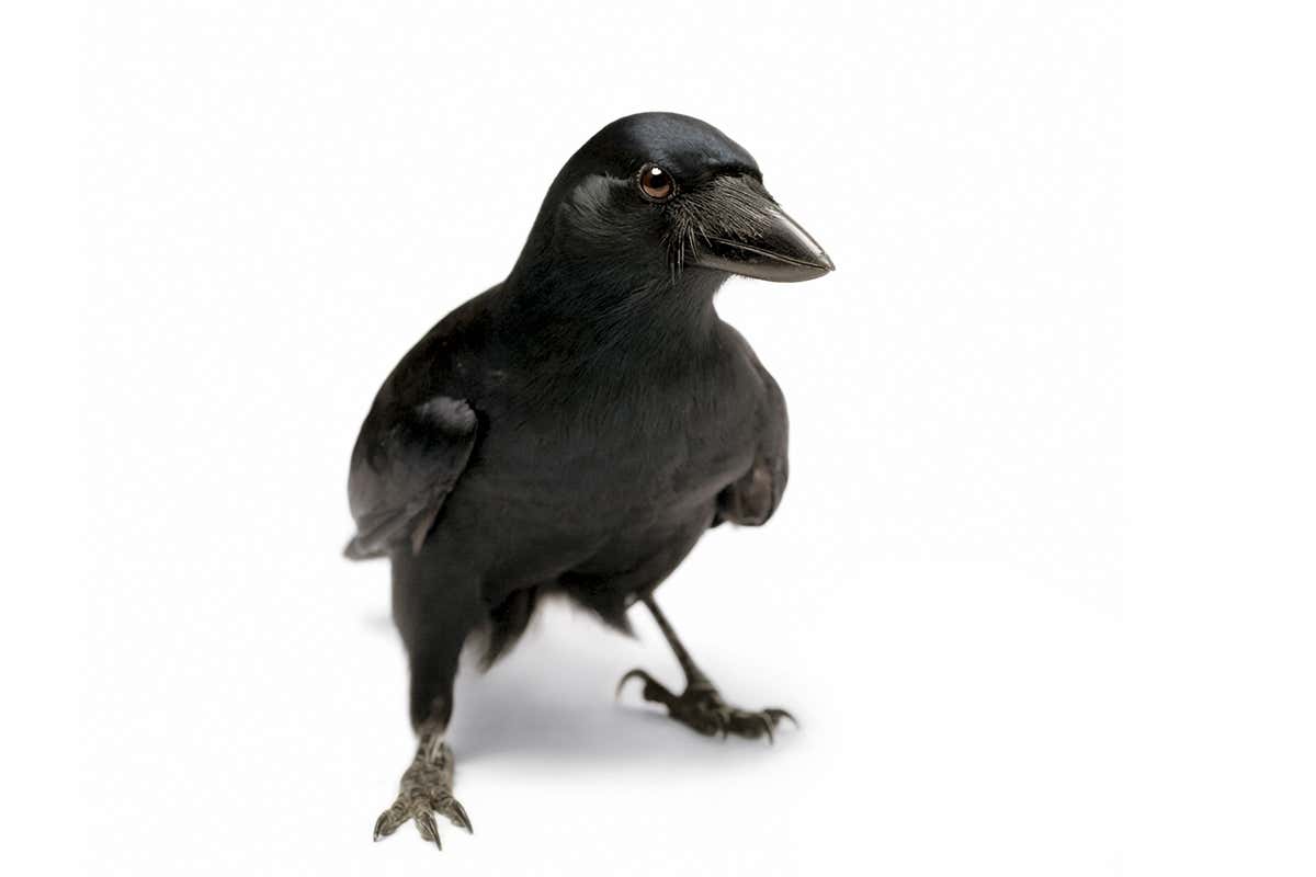 A crow