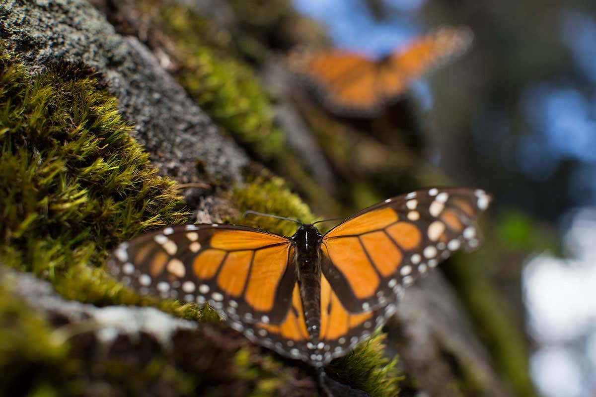Butterflies are at particular risk of extinction