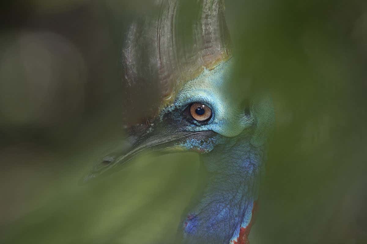 Cassowaries