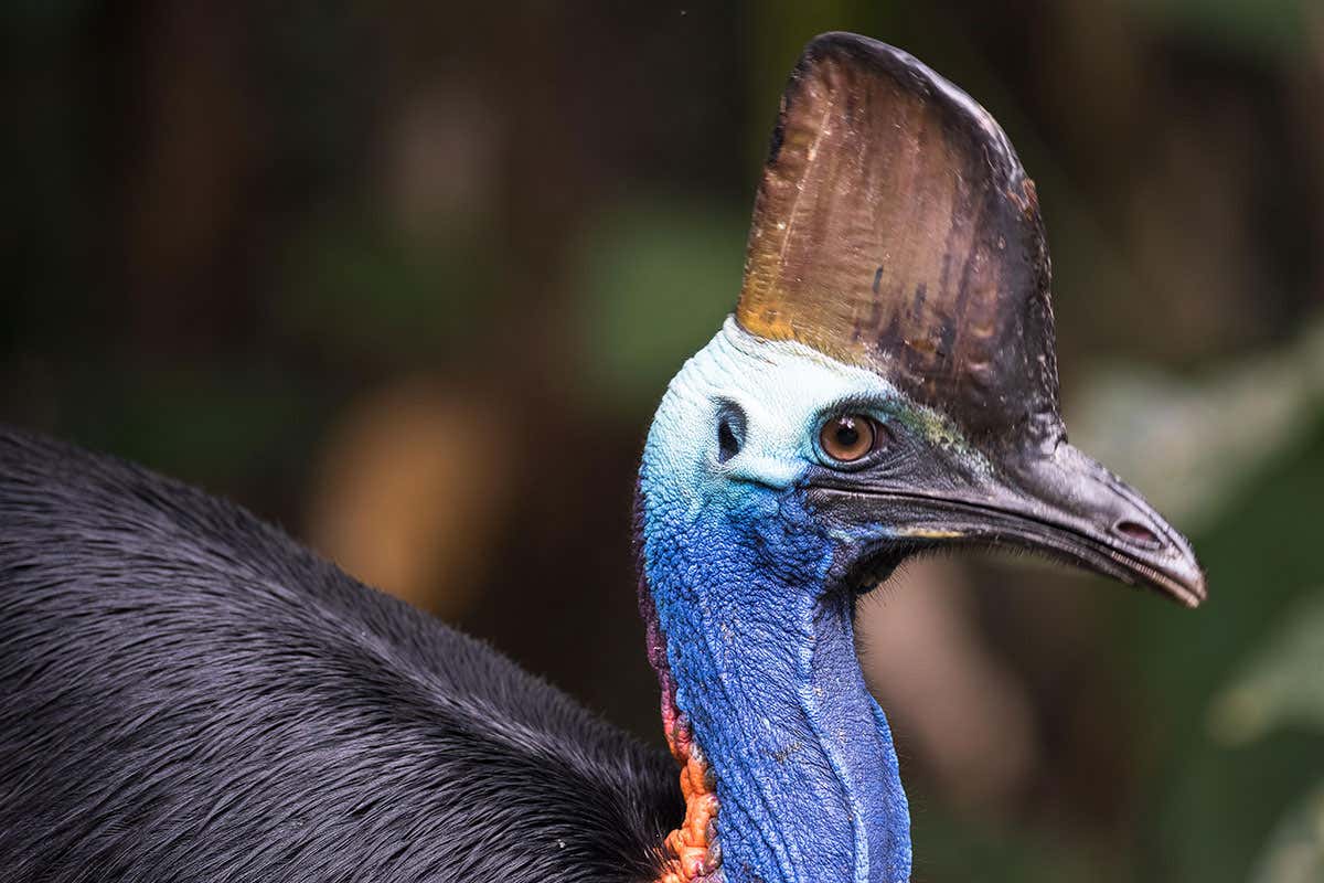 Cassowary