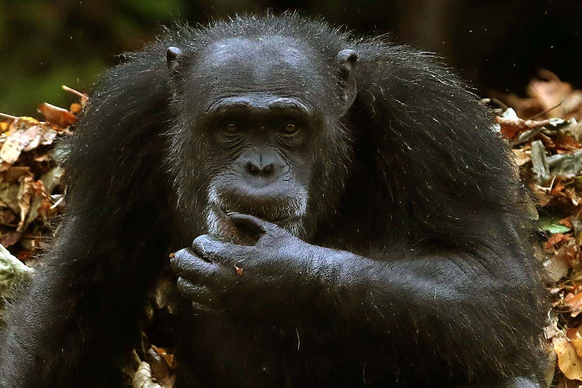 There are similarities between chimp gestures and human languages