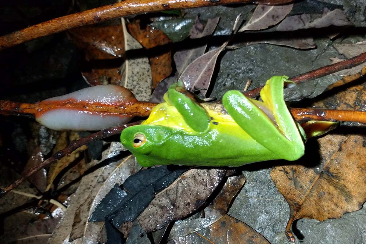 A green tree frog was discovered stuck on a branch next to a red triangle slug (left)