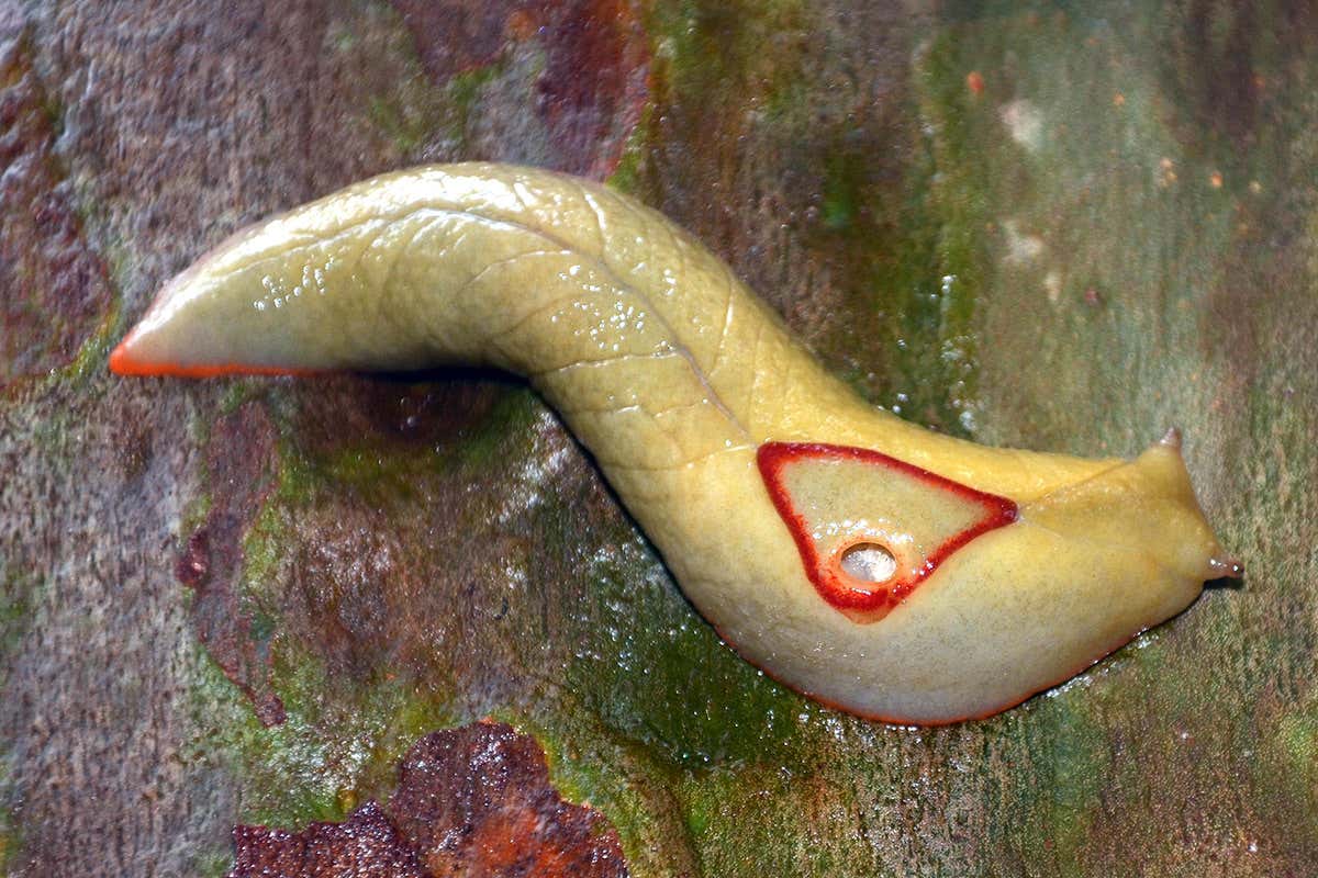Red triangle slugs are one of several sticky species