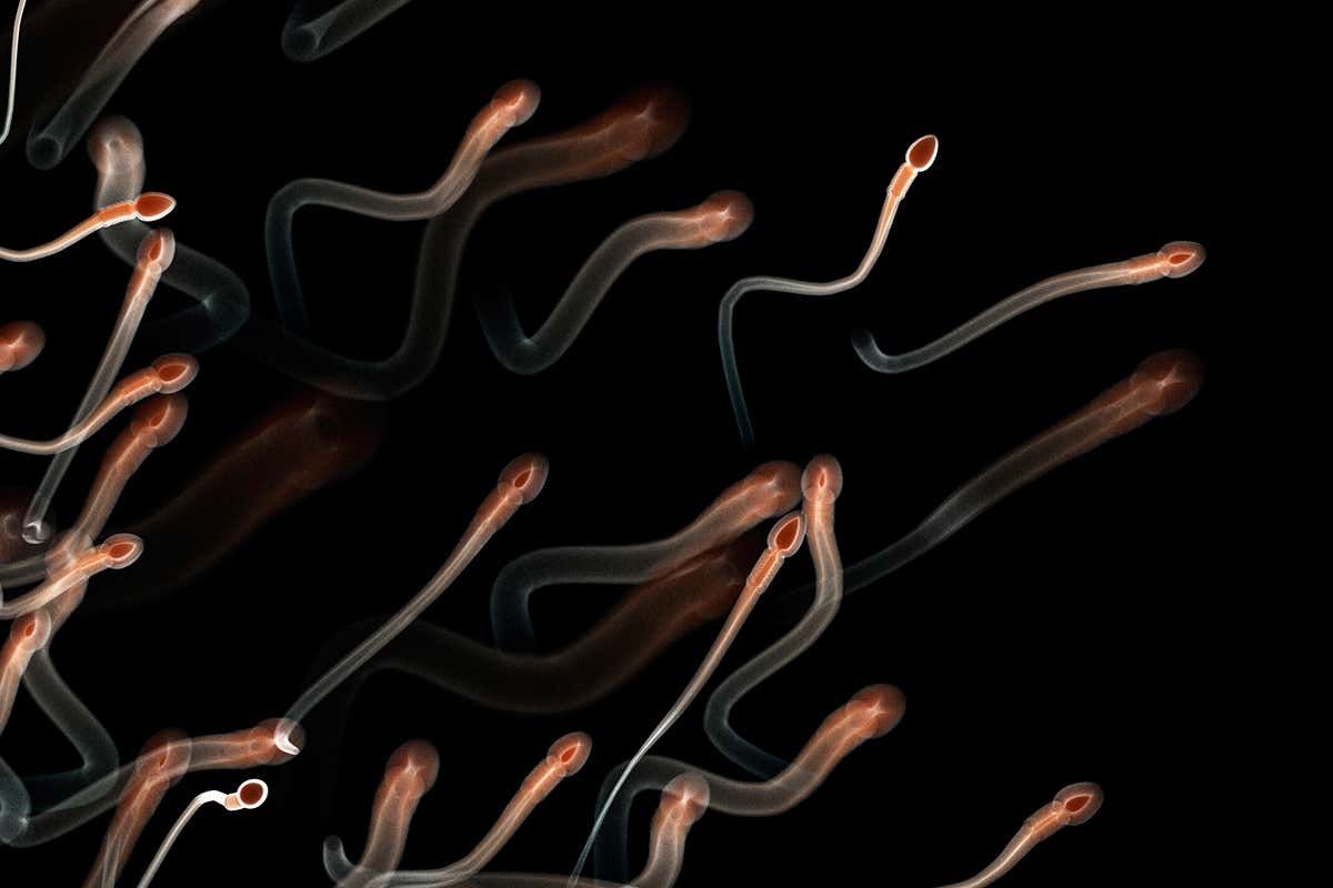 human sperm