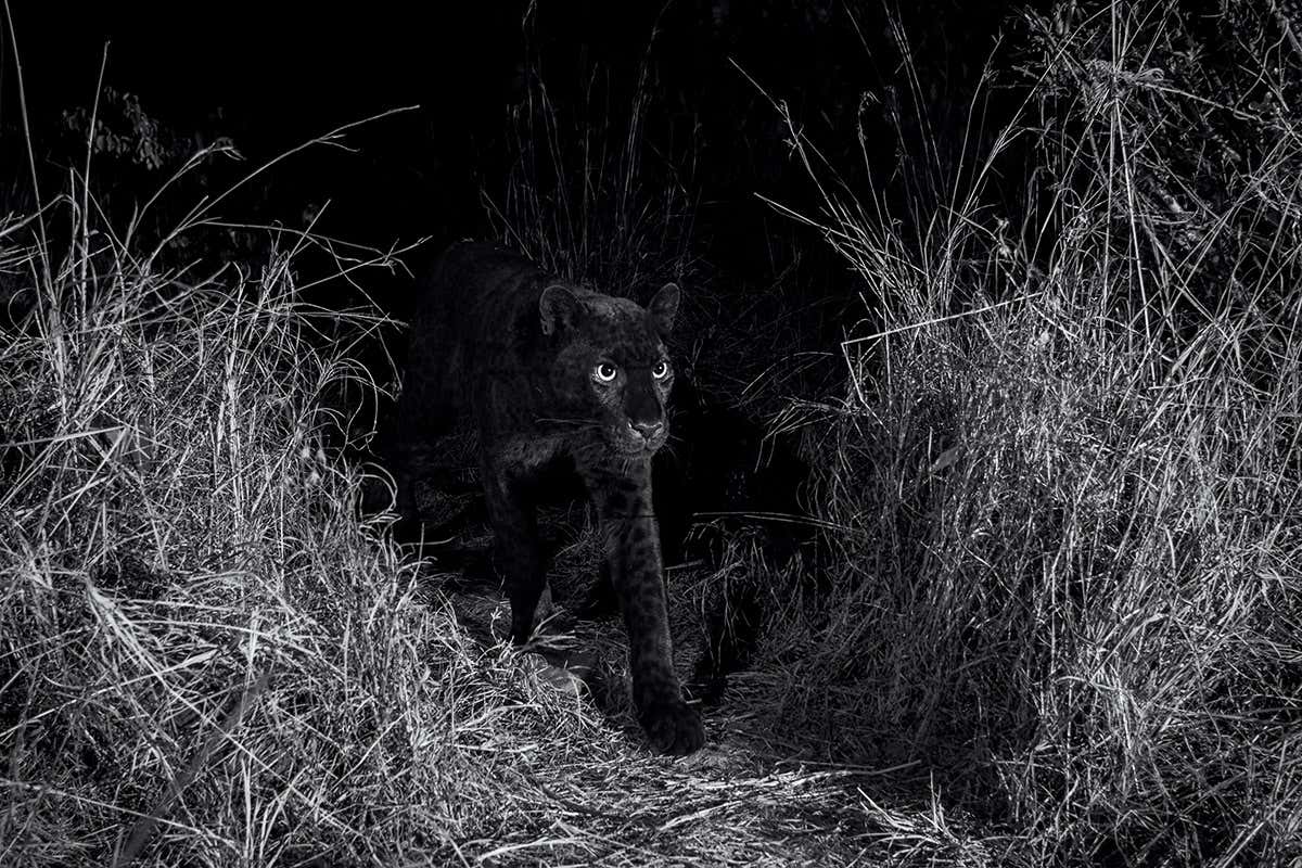 black leopard