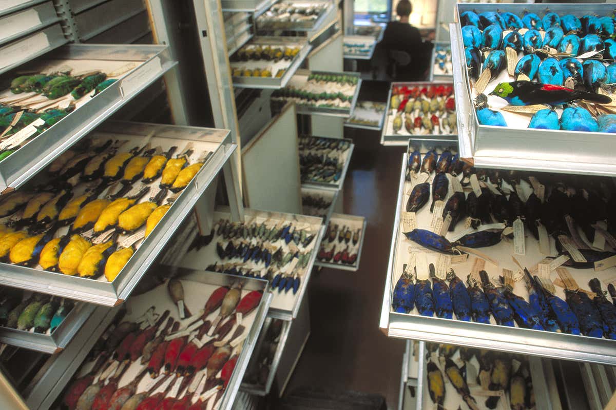 Museum specimens in drawers
