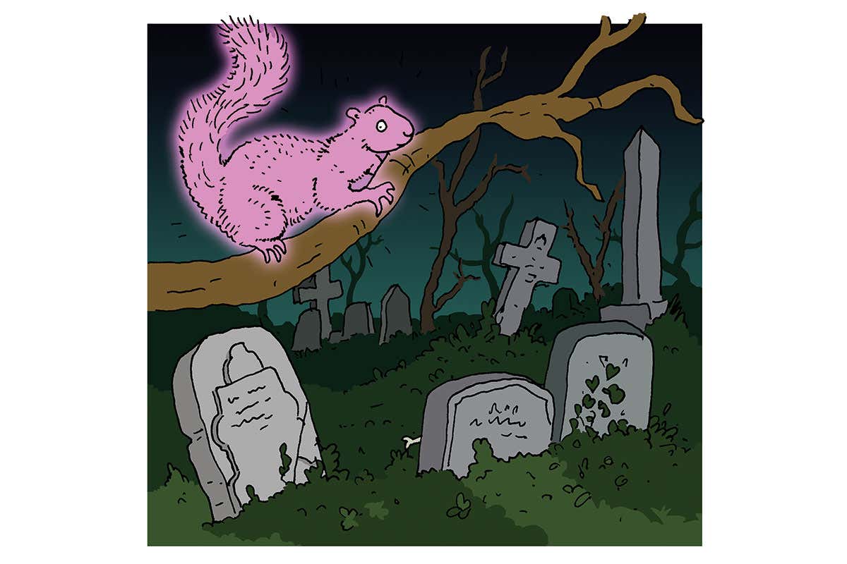 pink squirrel cartoon