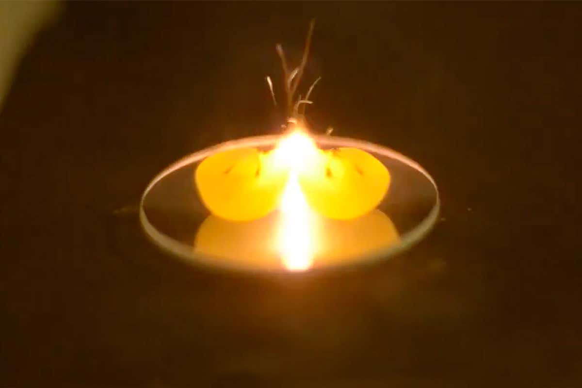 New Scientist. Science news and long reads from expert journalists, covering developments in science, technology, health and the environment on the website and the magazine.