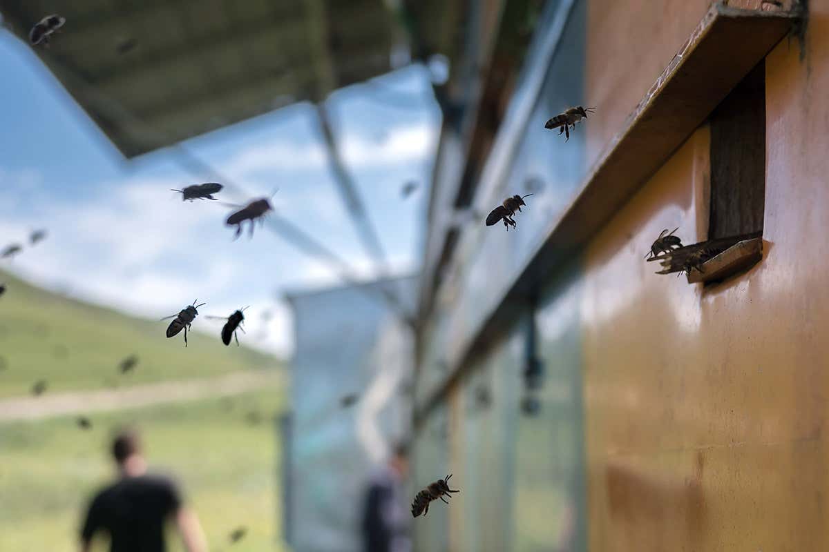 honeybees flying