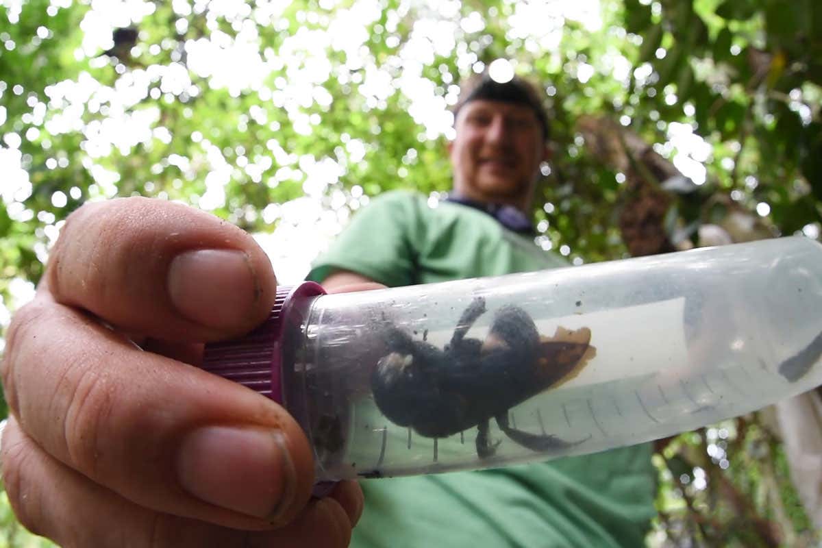 World’s biggest bee rediscovered after decades on ‘most wanted’ list