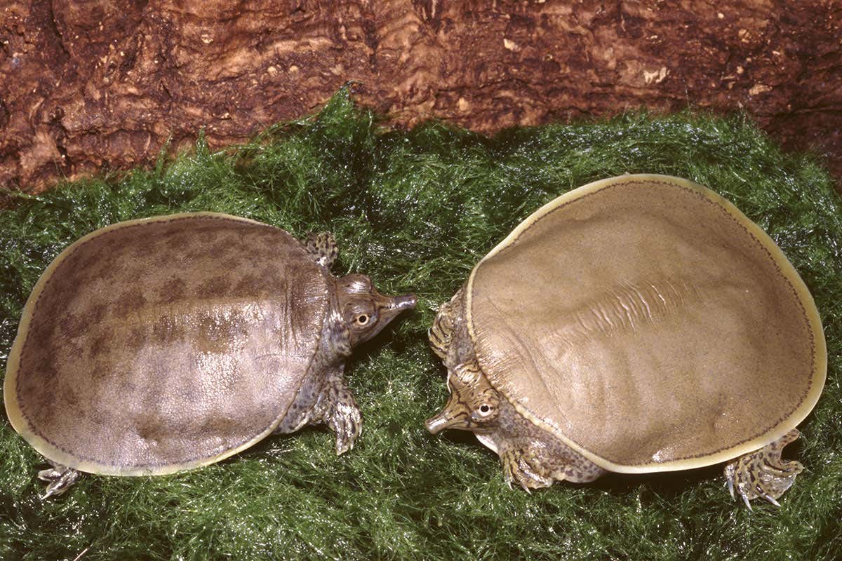 softshell turtles