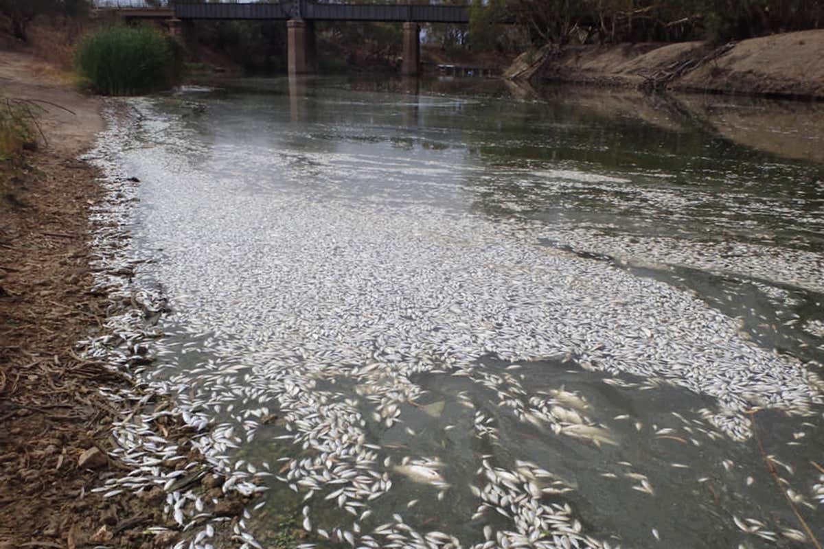 Millions of fish have been dying in Australia’s major rivers