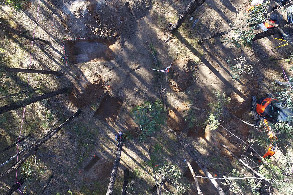 A drone's eye view of a forest