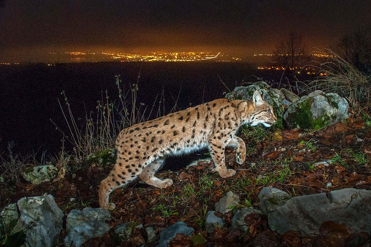 Skyglow on a lynx
