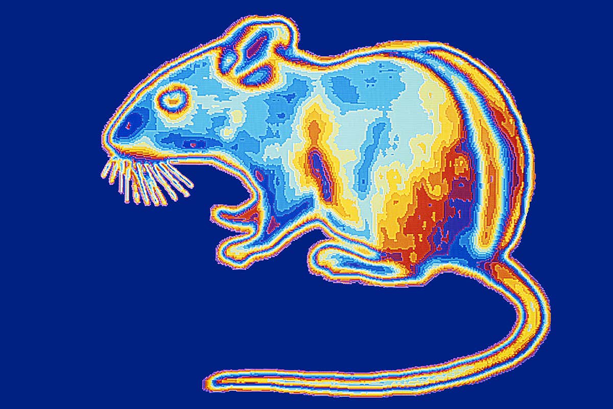 mouse in infrared