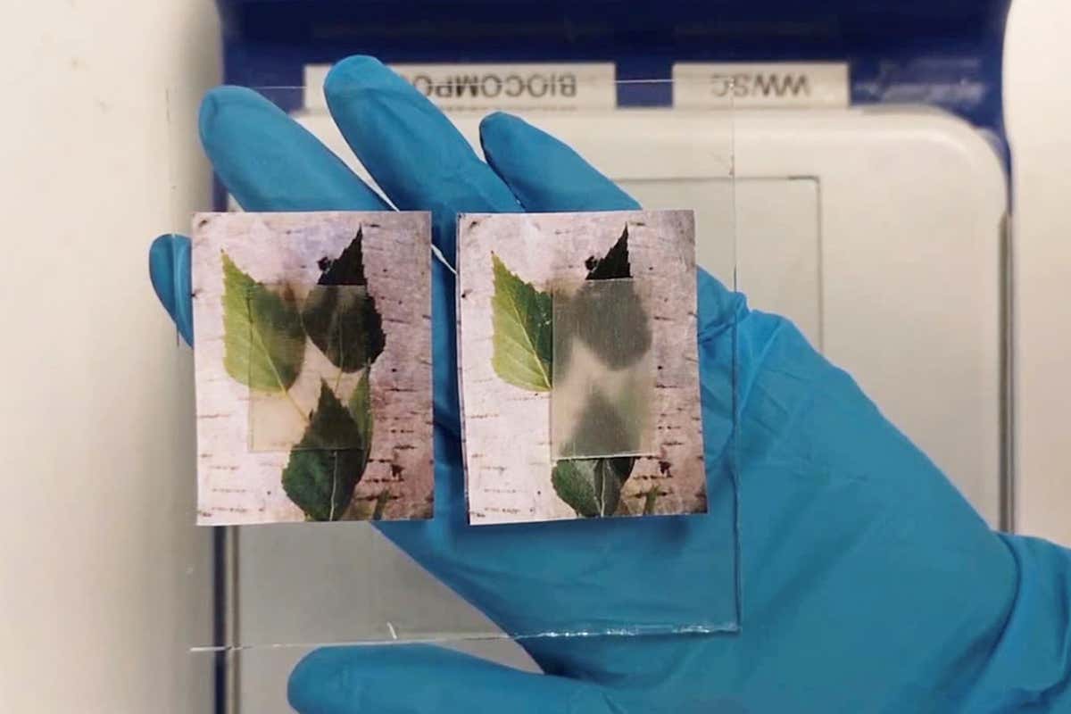 A new transparent wood becomes cloudier (right) upon the release of stored heat.