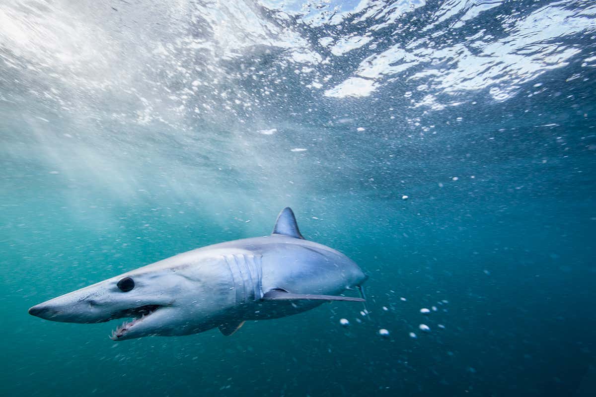 mako shark
