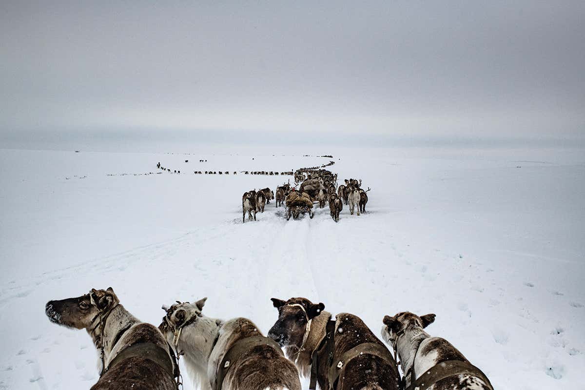 Reindeer Herd