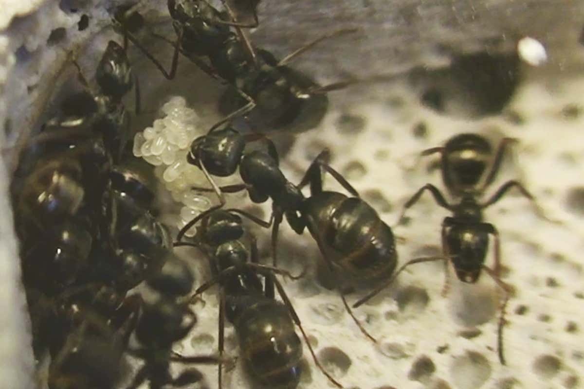 Formica fusca workers with eggs and larvae on a pile (Larvae are the wrinkly looking ones on top). first picture just demonstrates that this species keeps their brood together, thus providing the larvae access to eggs, unlike many other species where different brood stages are kept separately.