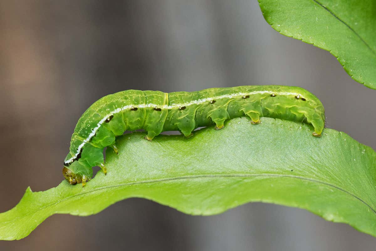 A fern moth caterpillar