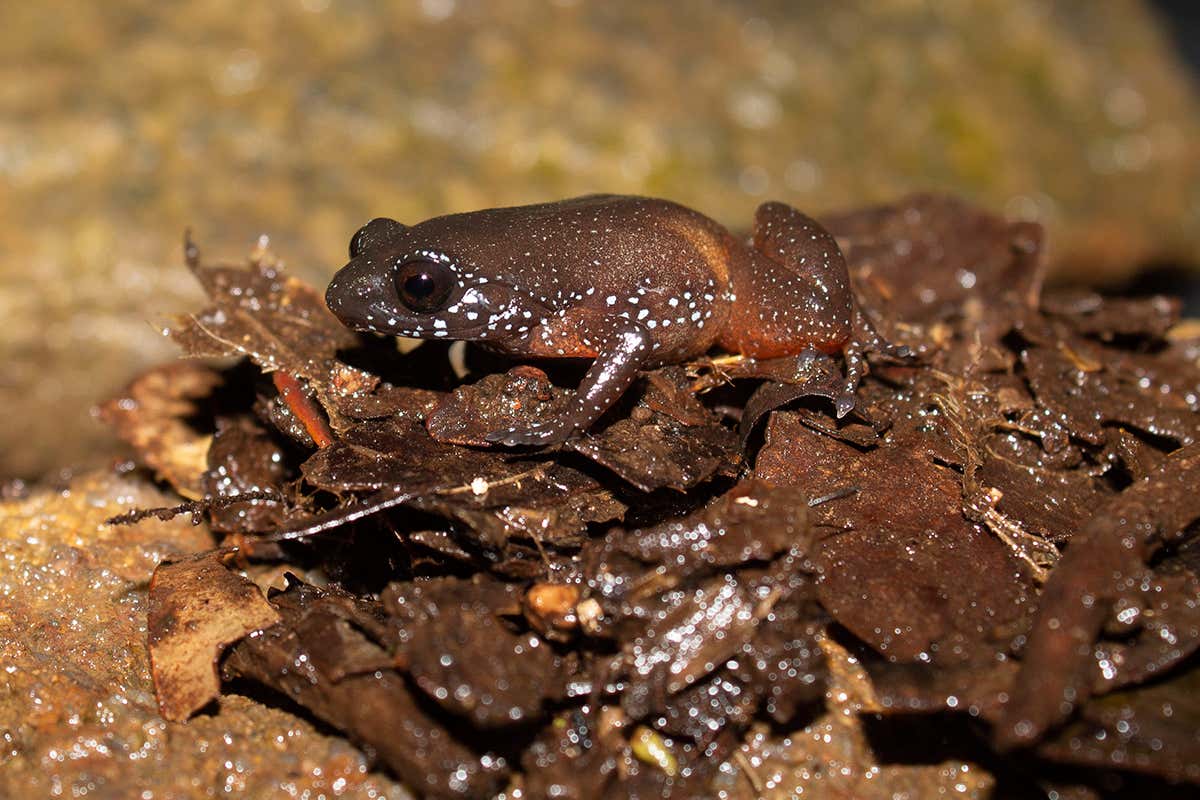 Secretive new frog species from ancient lineage discovered in India