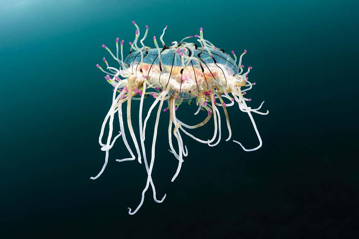 flower hat jellyfish