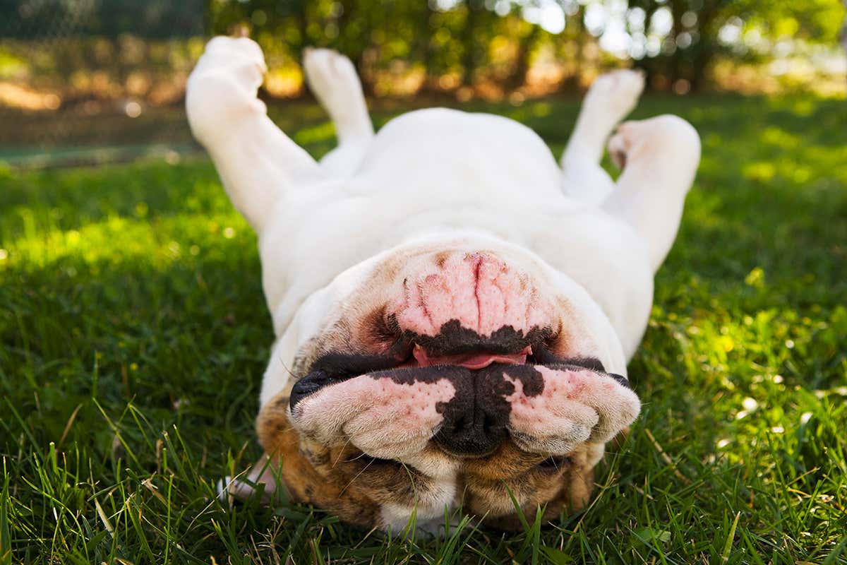 upside down dog