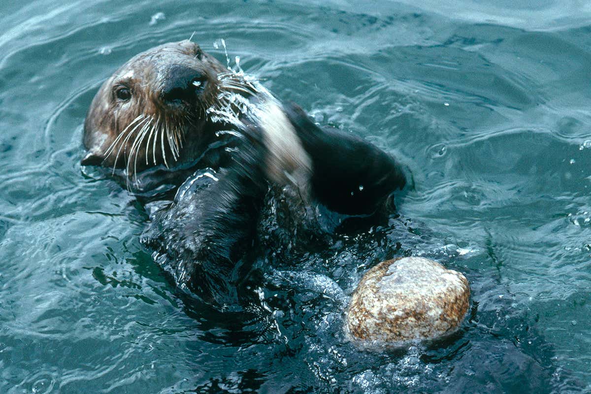 Sea otter (Enhydra lutris) breaking open a clam with a rock.