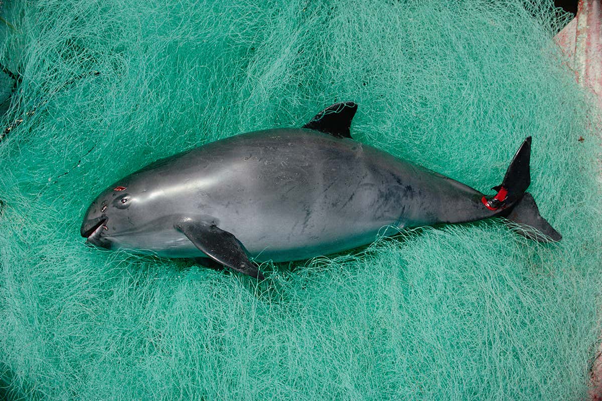 vaquita
