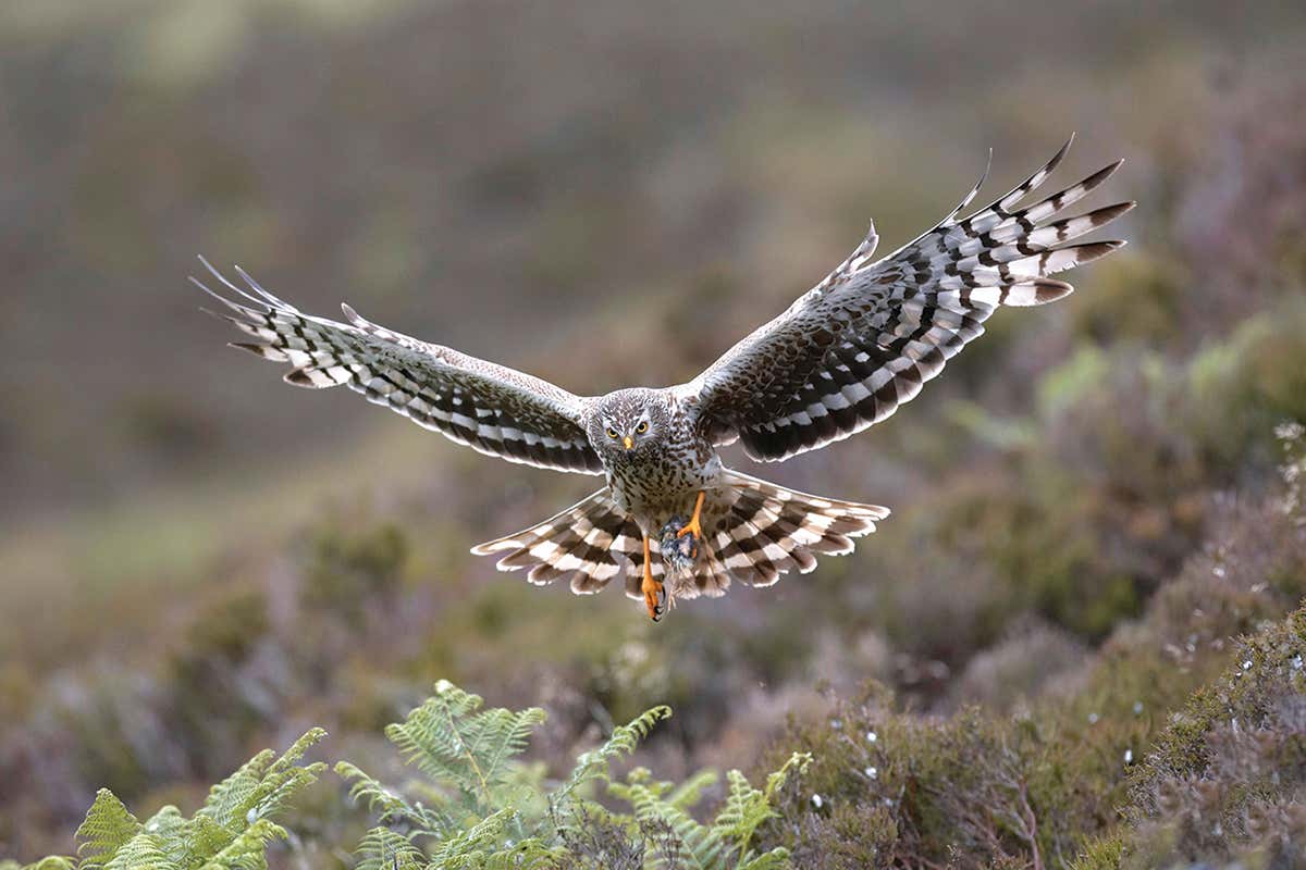 Hen harriers are a protected species in the UK