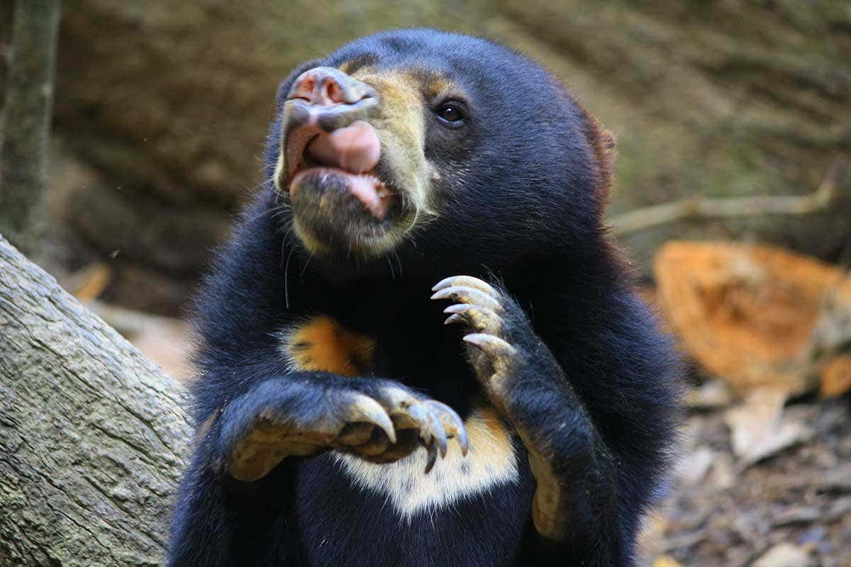 Sun bear