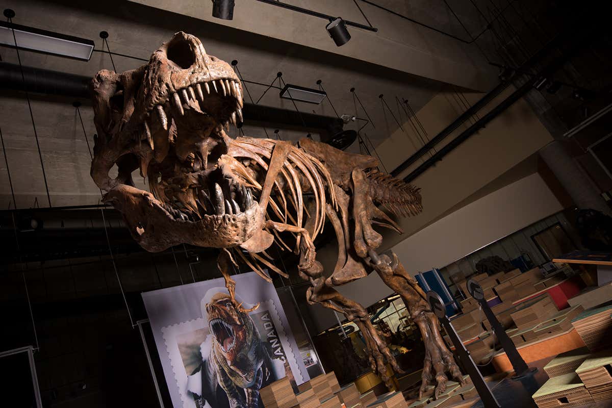 Description:The towering, battle-scarred skeleton of “Scotty,” the world’s largest Tyrannosaurus rex and the largest dinosaur skeleton ever found in Canada.