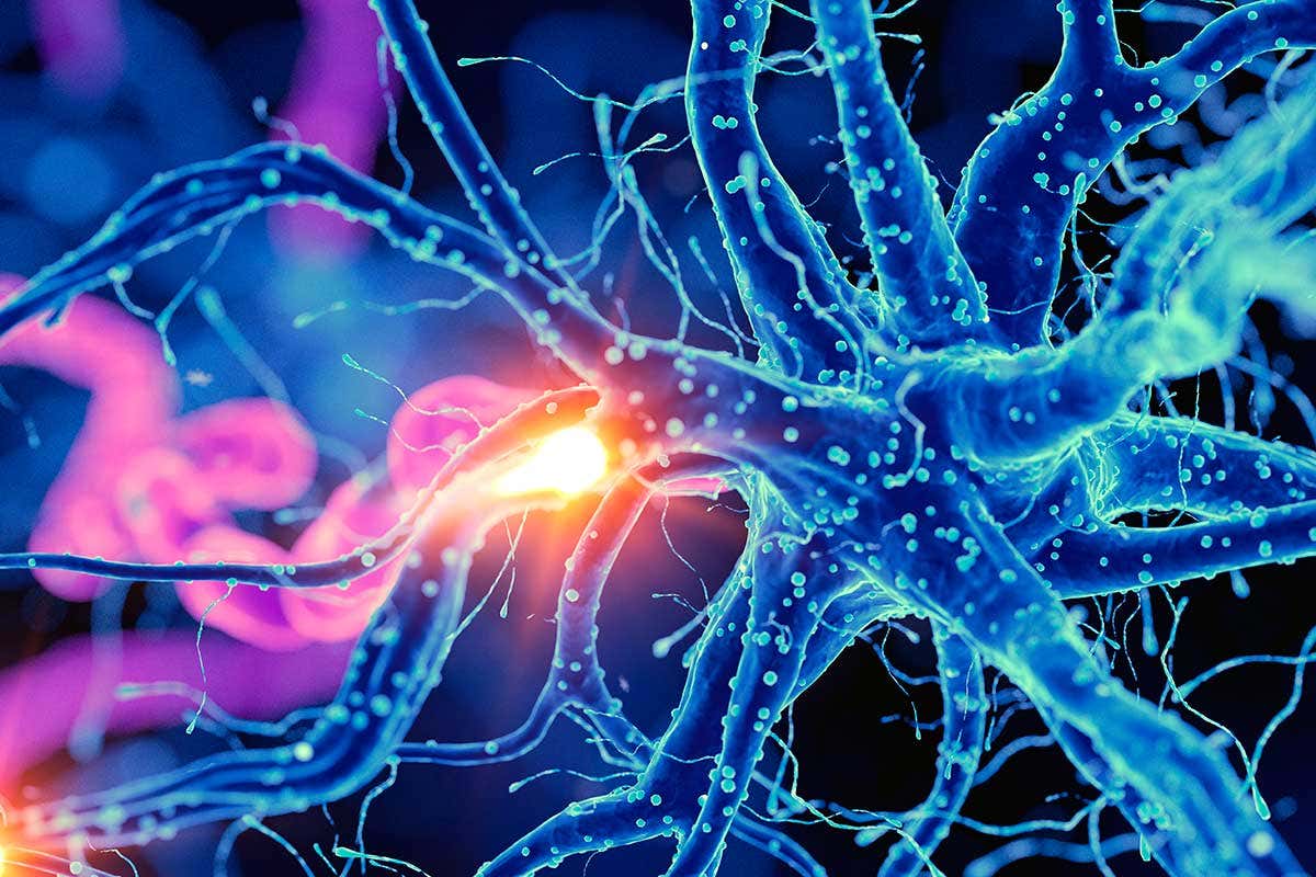 Do we make new neurons throughout our lives?