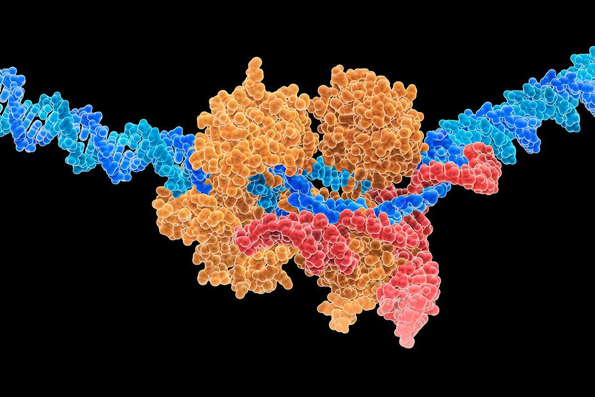 CRISPR gene editing changes the sequence of DNA
