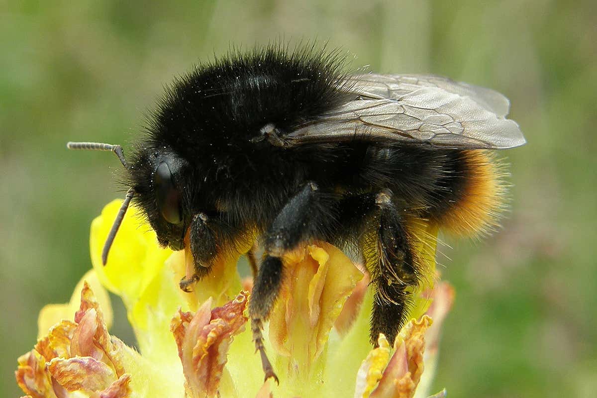 Bombus ruderarius (Red-shanked Carder Bee) pictured on Kidney Vetch.