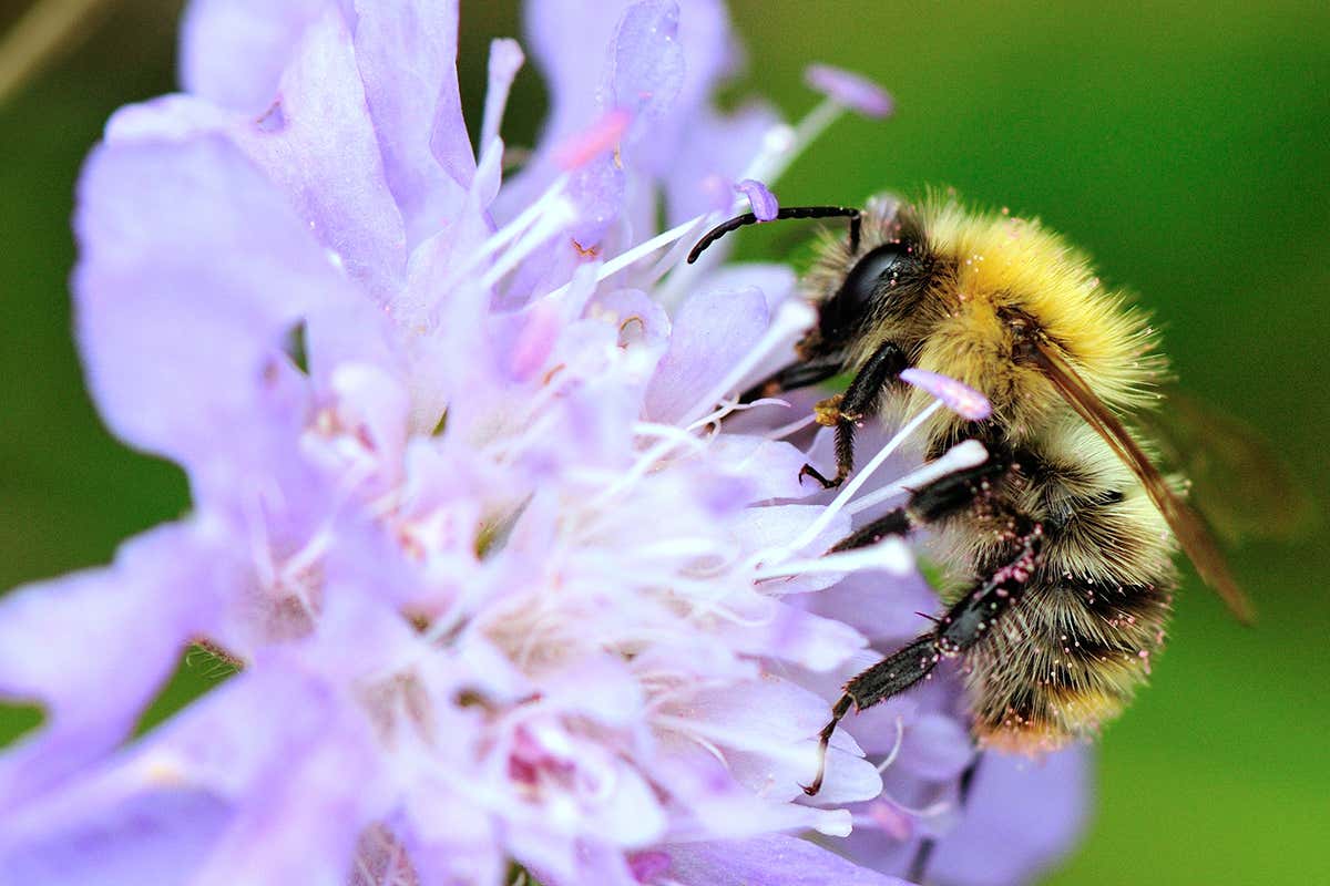 Bombus pascuorum (Common Carder Bee)