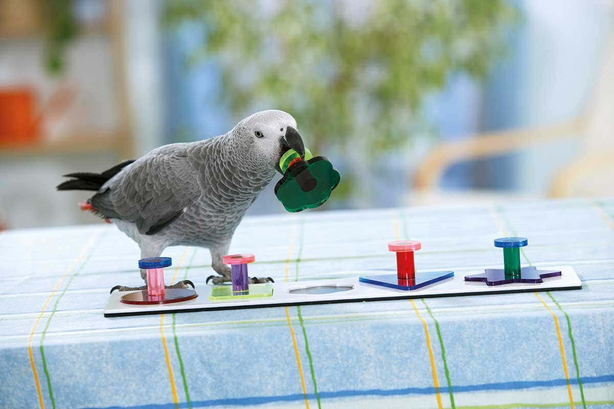 An African grey parrot