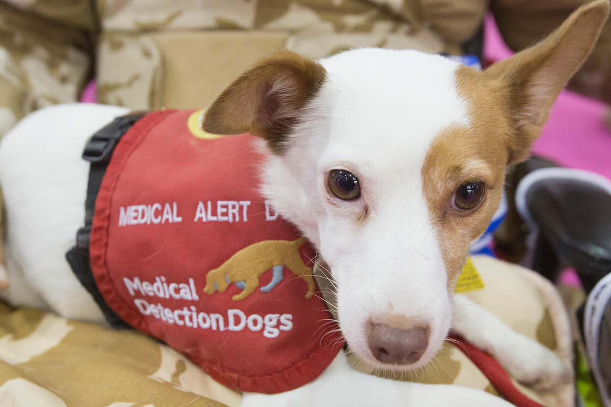 Dogs can smell a variety of medical conditions