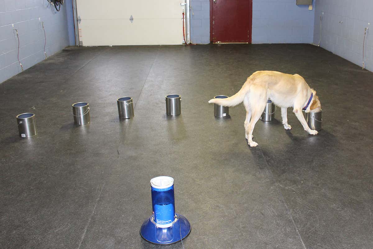 One of the dogs doing the scent test