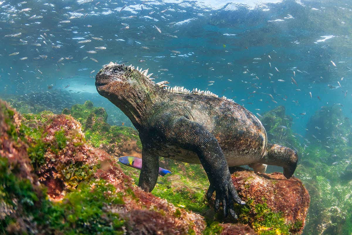 The Galapagos Archipelago is home to unique species including marine iguanas