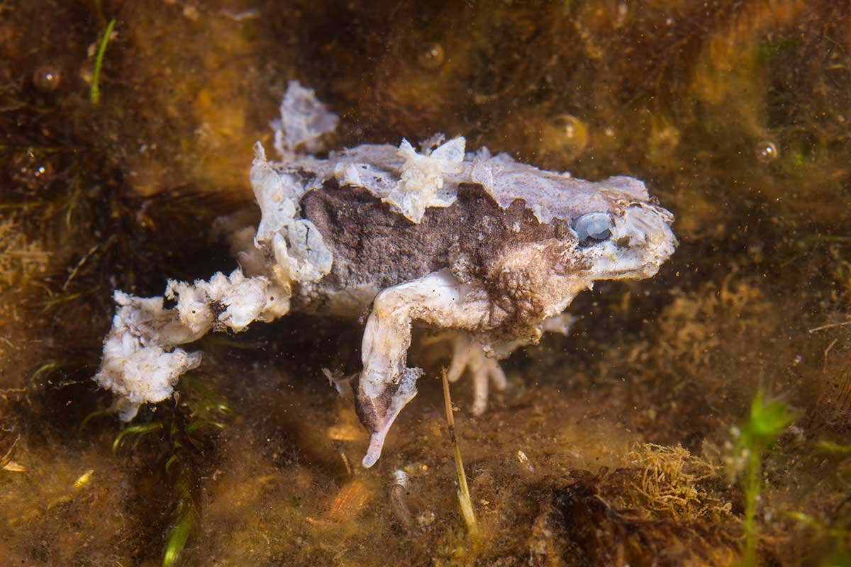 Andean frog (Bryophryne cophites) dead from chytrid fungus (Batrachochytrium dendrobatidis) Cusco region, Peru.