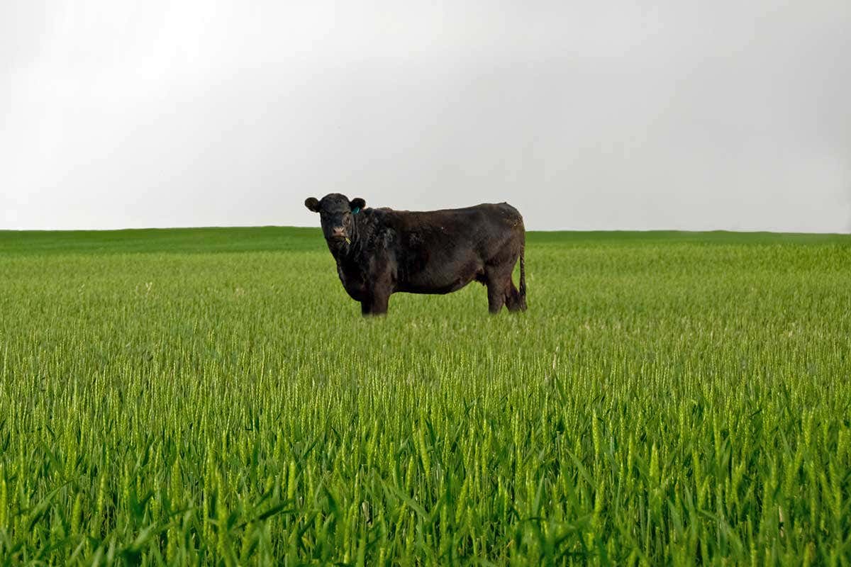 A cow standing in a field